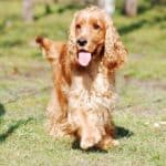 English-Cocker-Spaniel-dog-breed-appearance-character-training-care-health