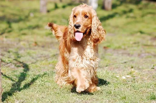 English-Cocker-Spaniel-dog-breed-appearance-character-training-care-health