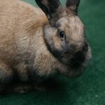 Flanders Giant Rabbit-appearance, character, care