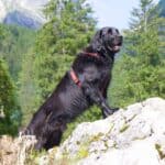 Flat Coated Retriever: dog breed appearance, character, training, care, health