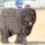 Flemish Boyero: dog breed appearance, character, training, care, health