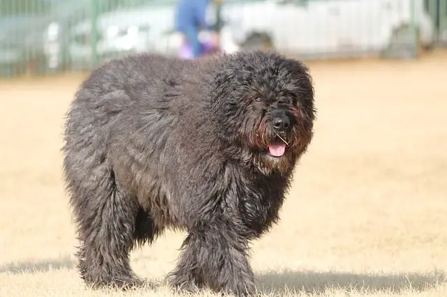 Flemish-Boyero-dog-breed-appearance-character-training-care-health