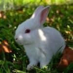 Florida White Rabbit-appearance, character, care