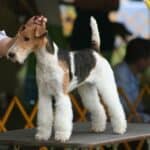 Fox Terrier: dog breed appearance, character, training, care, health