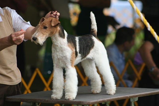 Fox-Terrier-dog-breed-appearance-character-training-care-health