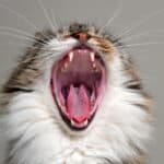 Gingivitis in cats What is it? causes and treatment