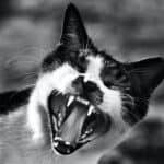 How many teeth does a cat have? Do they change? Do they fall off?