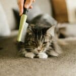 How to brush a cat