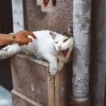 How to "punish" a cat if it misbehaves?