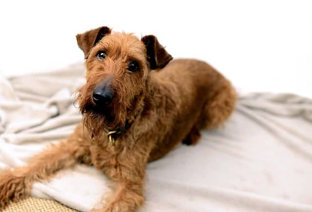 Irish-Terrier-dog-breed-appearance-character-training-care-health