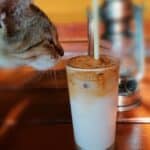 Is milk good or bad for cats? Intolerances and allergies