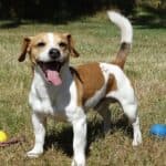 Jack Russell Terrier: dog breed appearance, character, training, care, health