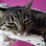 Kidney failure in cats: causes, symptoms and life expectancy