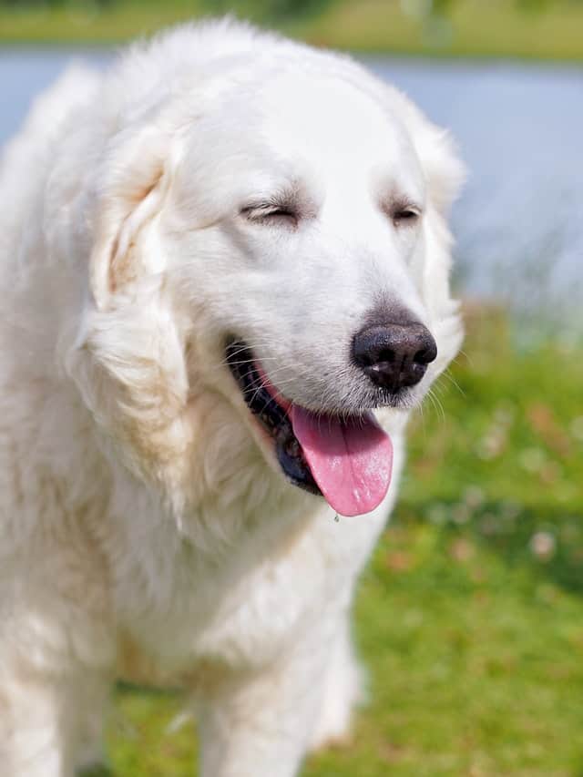 Kuvasz-dog-breed-appearance-character-training-care-health