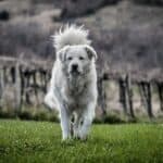 Maremma Sheepdog: dog breed appearance, character, training, care, health