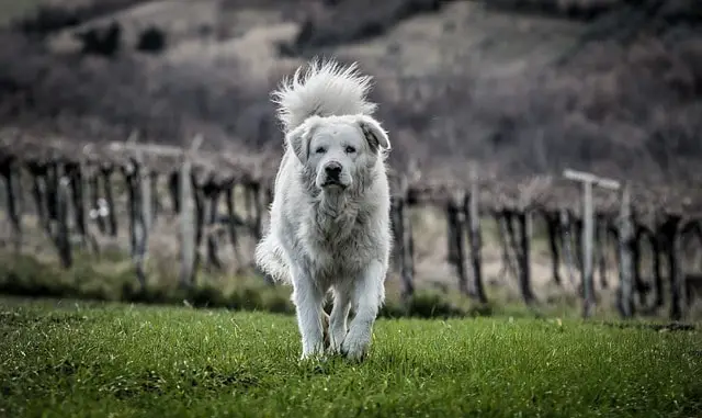Maremma-Sheepdogdog-breed-appearance-character-training-care-health
