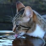 My cat drinks a lot of water, is something wrong?