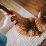 My cat raises its tail when I pet it. What does it mean?