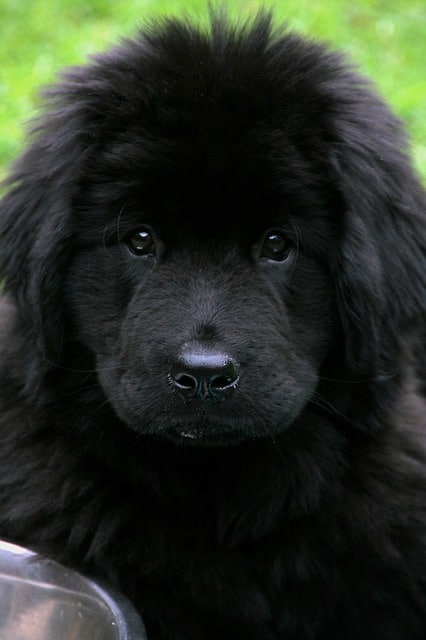 Newfoundland-dog-breed-appearance-character-training-care-health
