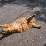 Obesity in Cats: 20 things you should know