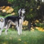 Persian Greyhound or Saluki: dog breed appearance, character, training, care, health