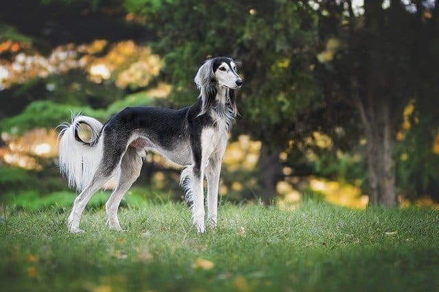 Persian-Greyhound-or-Saluki-dog-breed-appearance-character-training-care-health