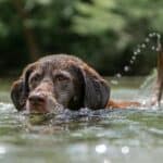 Physiotherapy-with-water-for-dogs-and-cats-hydrotherapy