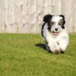 Polish Plains Shepherd: dog breed appearance, character, training, care, health