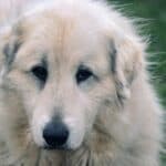 Pyrenean Shepherd: dog breed appearance, character, training, care, health