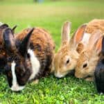 Rabbit-breeds-and-their-main-characteristics