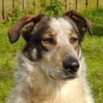 Romanian Carpathian Shepherd: dog breed appearance, character, training, care, health