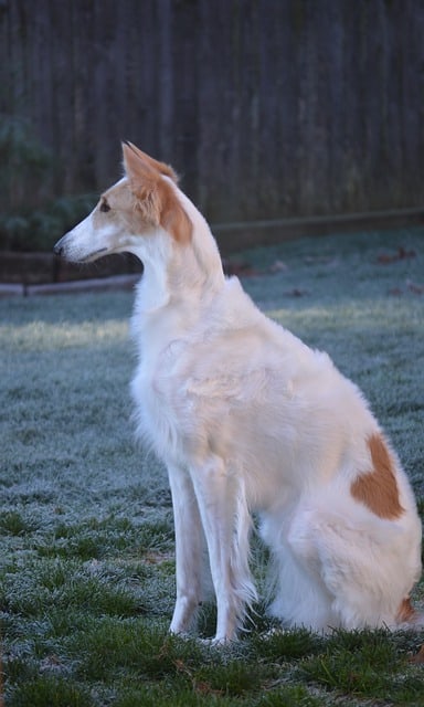 Russian-Greyhound-or-Borzoi-dog-breed-appearance-character-training-care-health