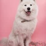 Samoyed-dog-breed-appearance-character-training-care-health