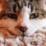 Scabies in Cats: causes, symptoms, treatments and prevention