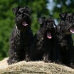 Schnauzer: dog breed appearance, character, training, care, health