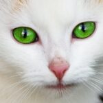 Shapes of the cat's pupils: discover their meaning!