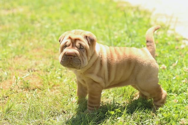 Shar-Pei-dog-breed-appearance-character-training-care-health