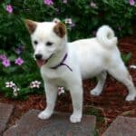 Shiba Inu: dog breed appearance, character, training, care, health