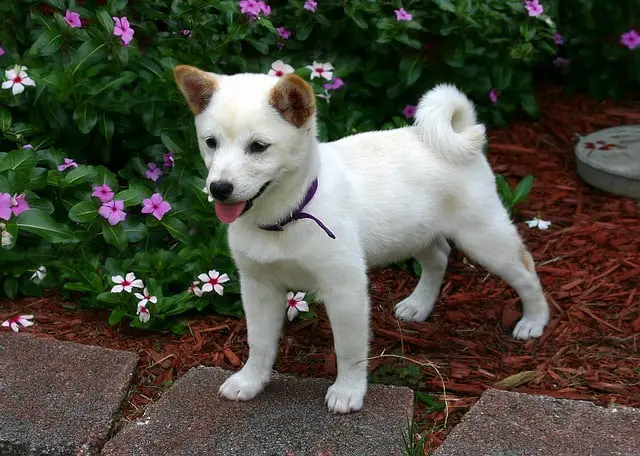 Shiba-Inu-dog-breed-appearance-character-training-care-health