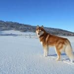 Siberian Husky: dog breed appearance, character, training, care, health