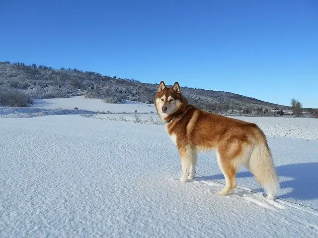 Siberian-Husky-dog-breed-appearance-character-training-care-health