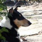 Smooth Collie: dog breed appearance, character, training, care, health