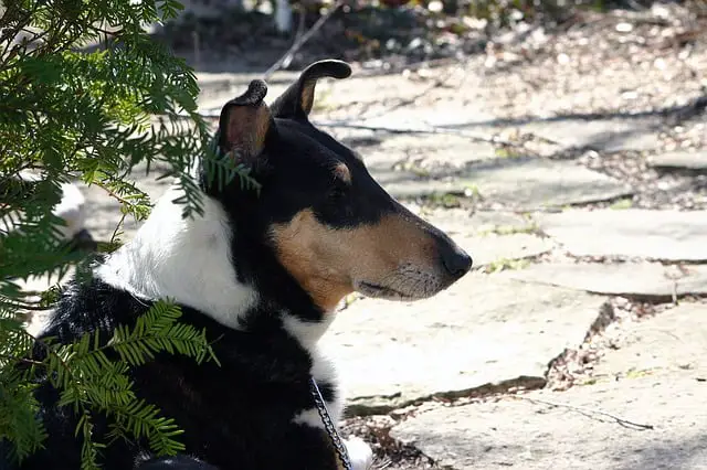 Smooth-Collie-dog-breed-appearance-character-training-care-health