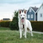Swiss White Shepherd: dog breed appearance, character, training, care, health