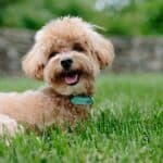 Tea cup Poodle: dog breed appearance, character, training, care, health