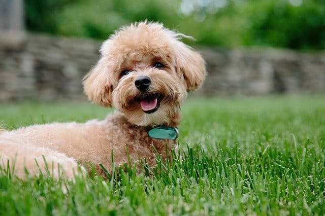 Tea-cup-Poodle-dog-breed-appearance-character-training-care-health