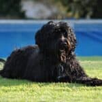 The Portuguese Sheepdog: dog breed appearance, character, training, care, health