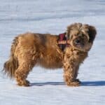 Tibetan Terrier: dog breed appearance, character, training, care, health