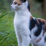 Tricolor cat. Know all the color patterns