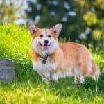 Welsh Corgi Pembroke: dog breed appearance, character, training, care, health